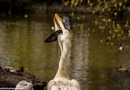 Image result for Pelican Eating Pigeon