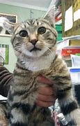 Image result for Worried Look Cat Meme