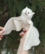 Image result for Albino Bat Wings