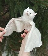 Image result for Cute Albino Bat