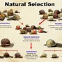 Image result for Animal Adaptations Examples