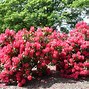 Image result for Shrubs with Small Pink Flowers