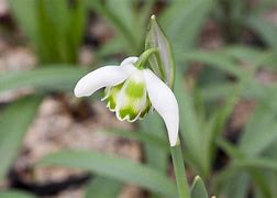Image result for Galanthus Ailwyn