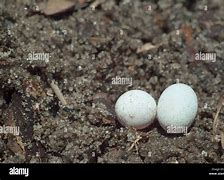 Image result for Anole Lizard Eggs