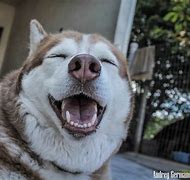 Image result for Funny Dog Laughing