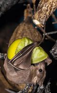 Image result for Egyptian Fruit Bat