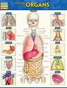 Image result for Medical Human Anatomy