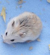 Image result for Male Robo Dwarf Hamster