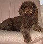 Image result for Miniature Labradoodle