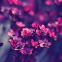 Image result for iPad Pro Nature Wallpaper