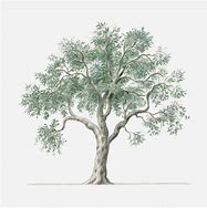Image result for Olea Europaea Dwg Block