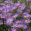Image result for Aster amellus Sonora