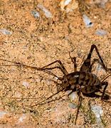 Image result for What Color Are Crickets