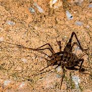 Image result for Cricket Insect Facts