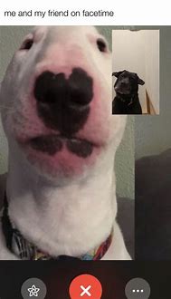 Image result for Dog On FaceTime Meme