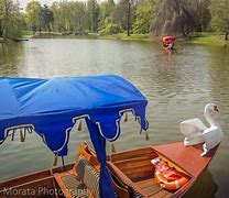 Image result for A Swan Boat Ride