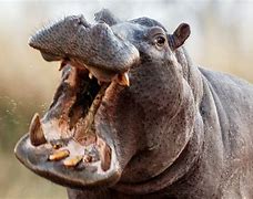 Image result for Most Dangerous Animals in Africa