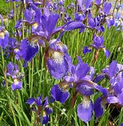 Image result for Iris sibirica Blue King