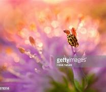 Image result for Good Morning Ladybug