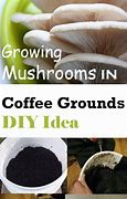 Image result for Grow Mushrooms in Coffee Grounds
