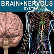 Image result for nervous system 3d model