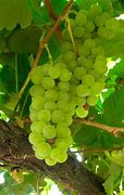 Image result for albariao