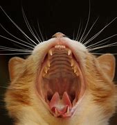 Image result for Cat Mouth
