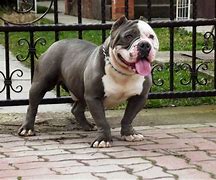 Image result for Pitbull XL Bully