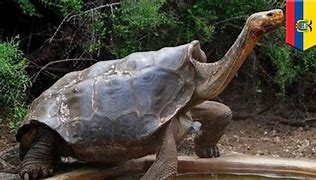 Image result for 100 Year Old Tortoise