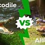 Image result for Alligator vs Crocodile Who Would Win