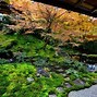 Image result for Moss Garden Design