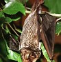 Image result for Hawaiian Hoary Bat