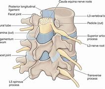 Image result for L5-S1 Lumbar Spine Anatomy