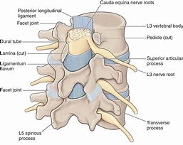 Image result for Lumbar Spine Vertebrae