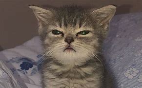 Image result for Cute Cat Memes Clean Funny