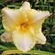 Image result for Hemerocallis Tropical Surprise