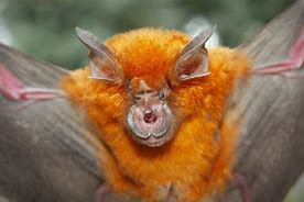 Image result for Fuzzy Bat