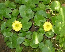 Ranunculus ficaria Kupferteppich-க்கான படிம முடிவு