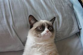Image result for Grumpy Cat Template
