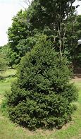 Image result for Picea abies Wills Zwerg