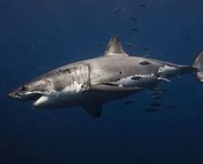 Image result for Great White 2K Image