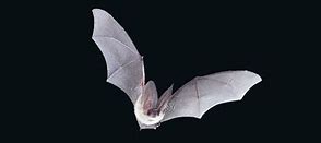 Image result for 18 Bats