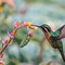 Image result for Hummingbird Vine