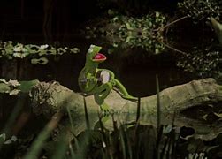 Image result for Kermit Frog Rainbow Connection