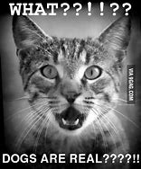 Image result for shock cats memes templates