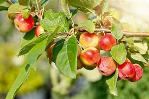 Image result for Whitney Crab Apple Tree