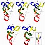 Image result for RNA Exons and Introns