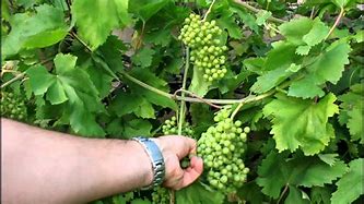 Image result for Small Grapes