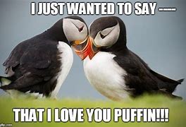 Image result for Cute Puffin Memes