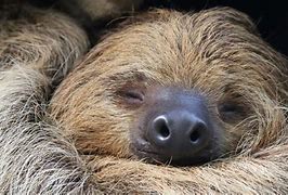 Image result for Purple Sloth Wallpaper